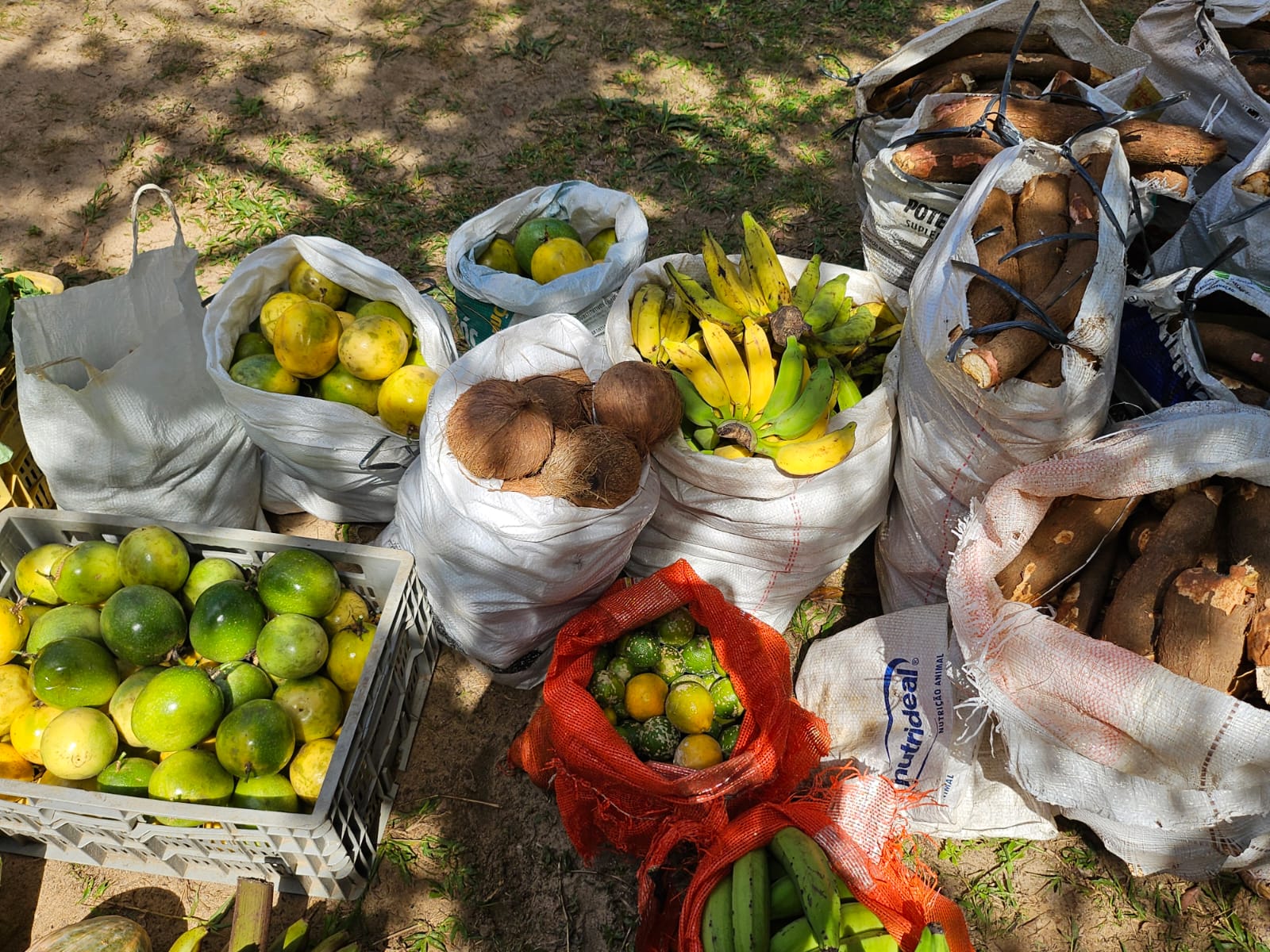 paa alimentos camaçari