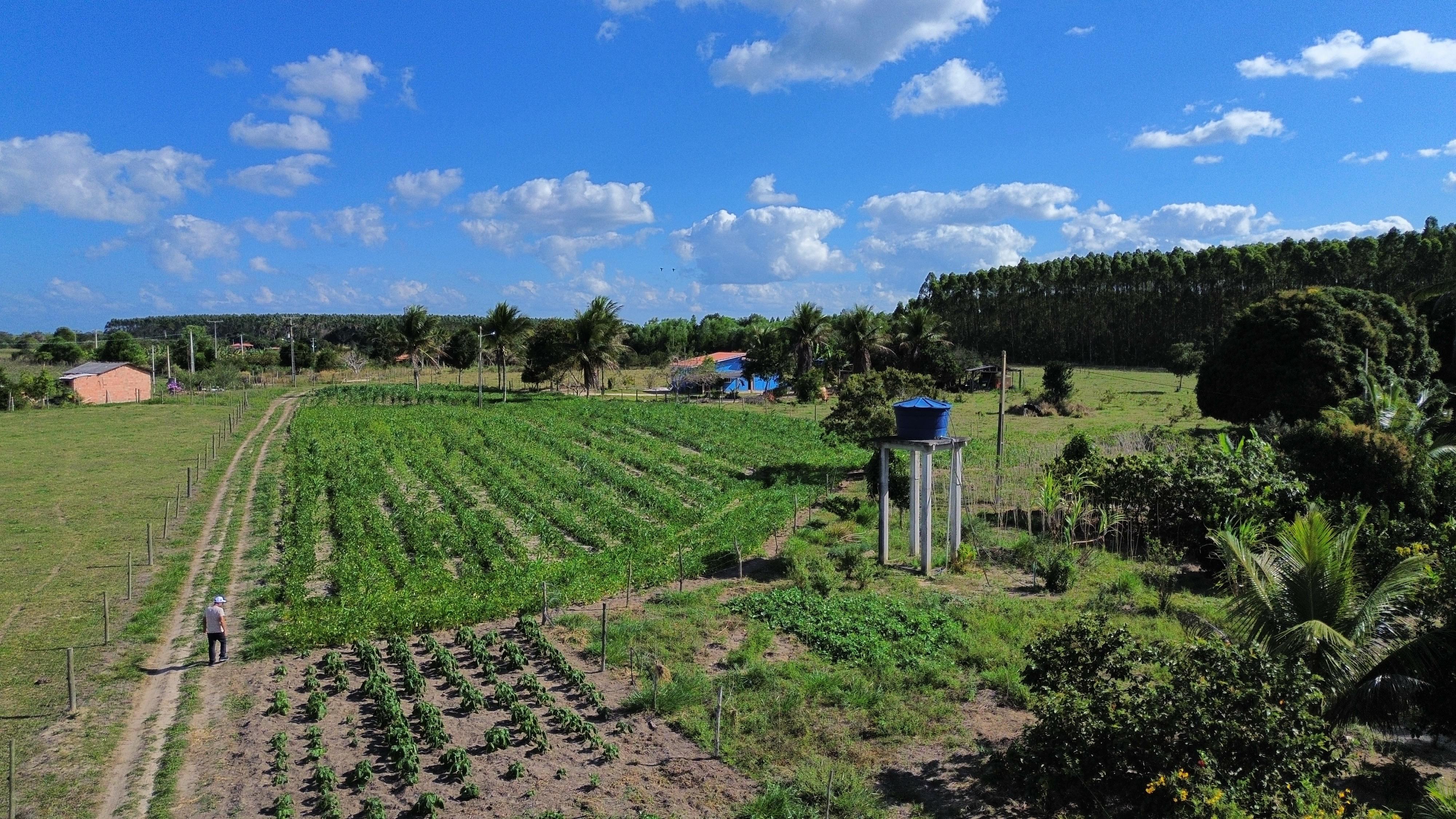 quintais produtivos extremo sul