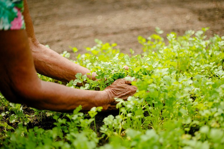 Agricultura Urbana Periurbana
