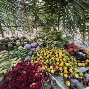 PAA Indígena é lançado na Bahia e beneficiará 15 etnias e mais de 10 mil famílias