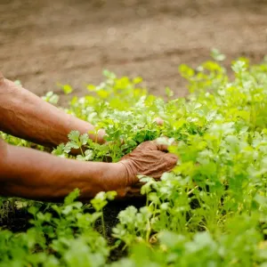 Agricultura Urbana Periurbana