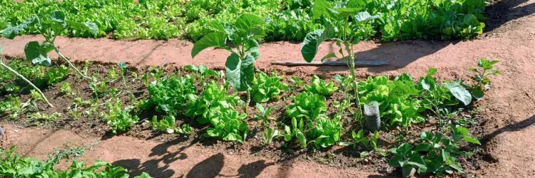 edital quintais produtivos 2