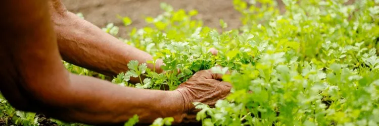 Agricultura Urbana Periurbana