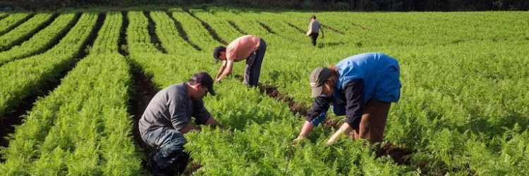 edital da terra a mesa brasil