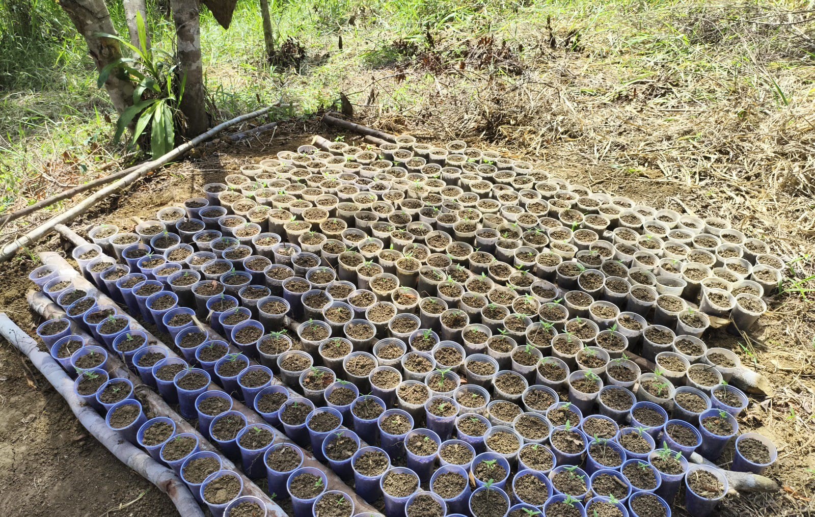 PM apreende plantação de maconha em Ilhéus