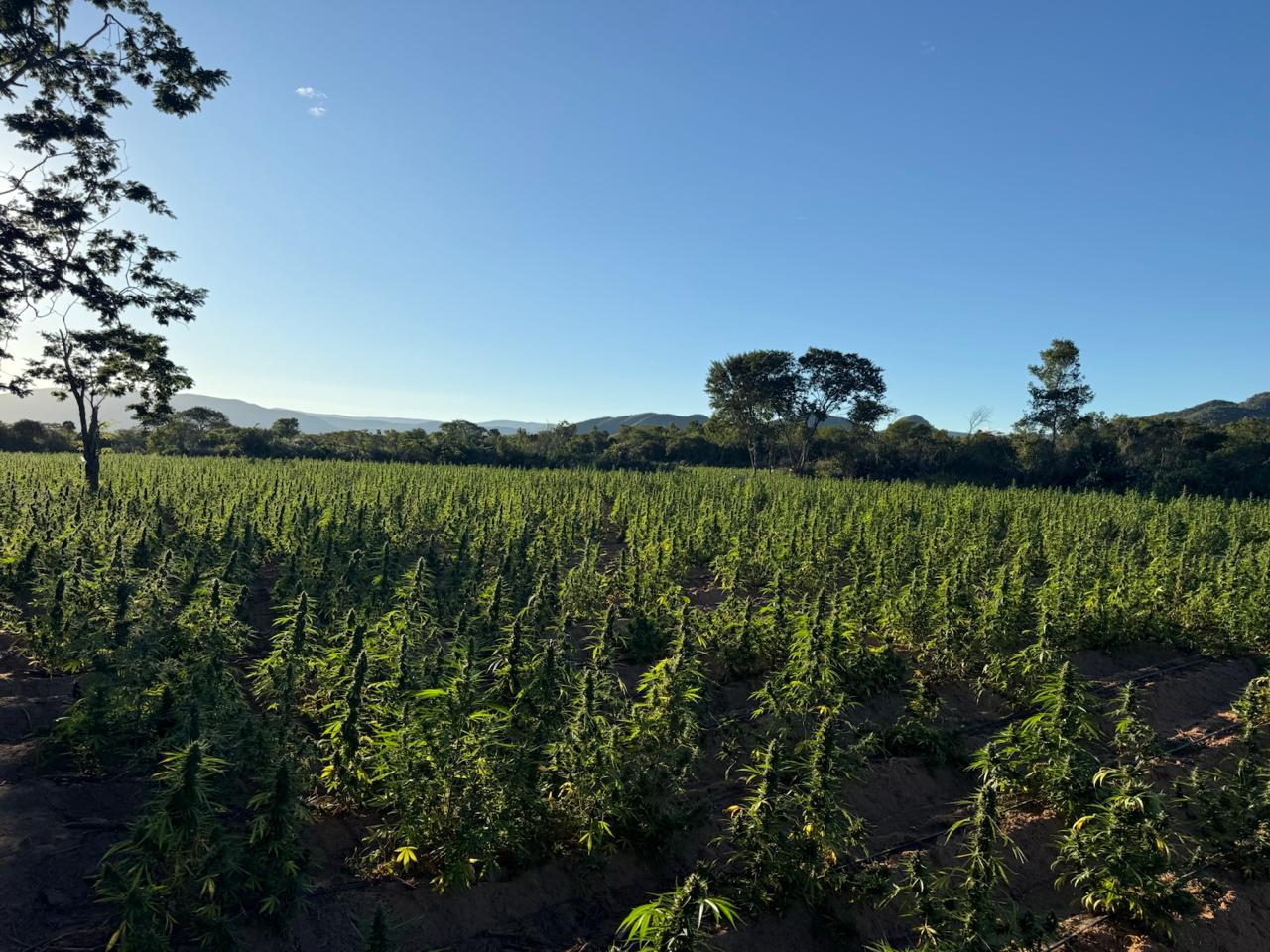 Divulgação/ Ascom SSP