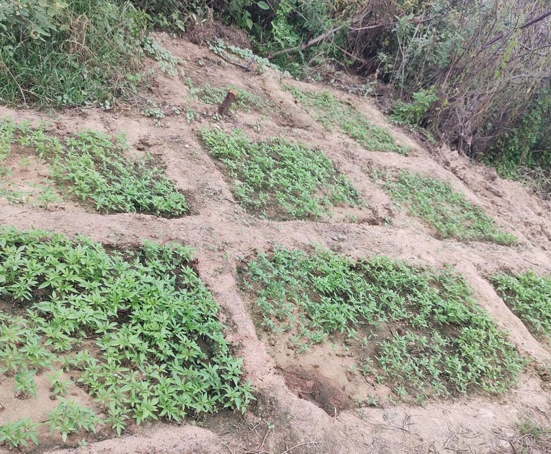 Os militares encontraram o plantio na localidade de Pedra Branca, na manhã deste domingo (30).