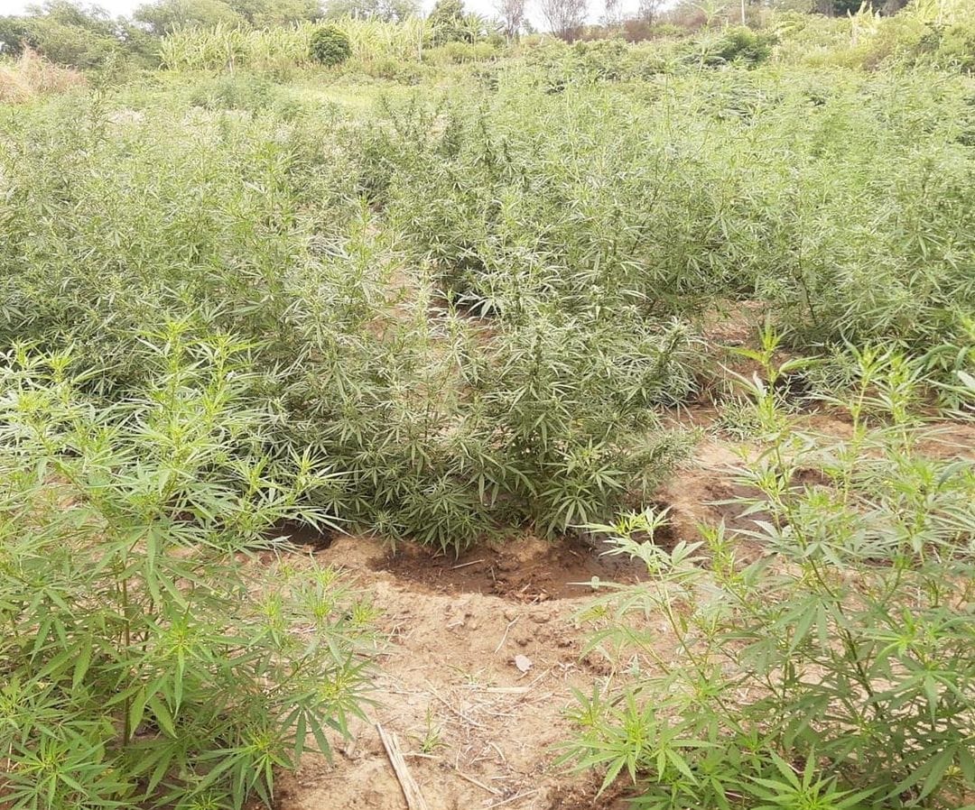 Foto: Divulgação SSP