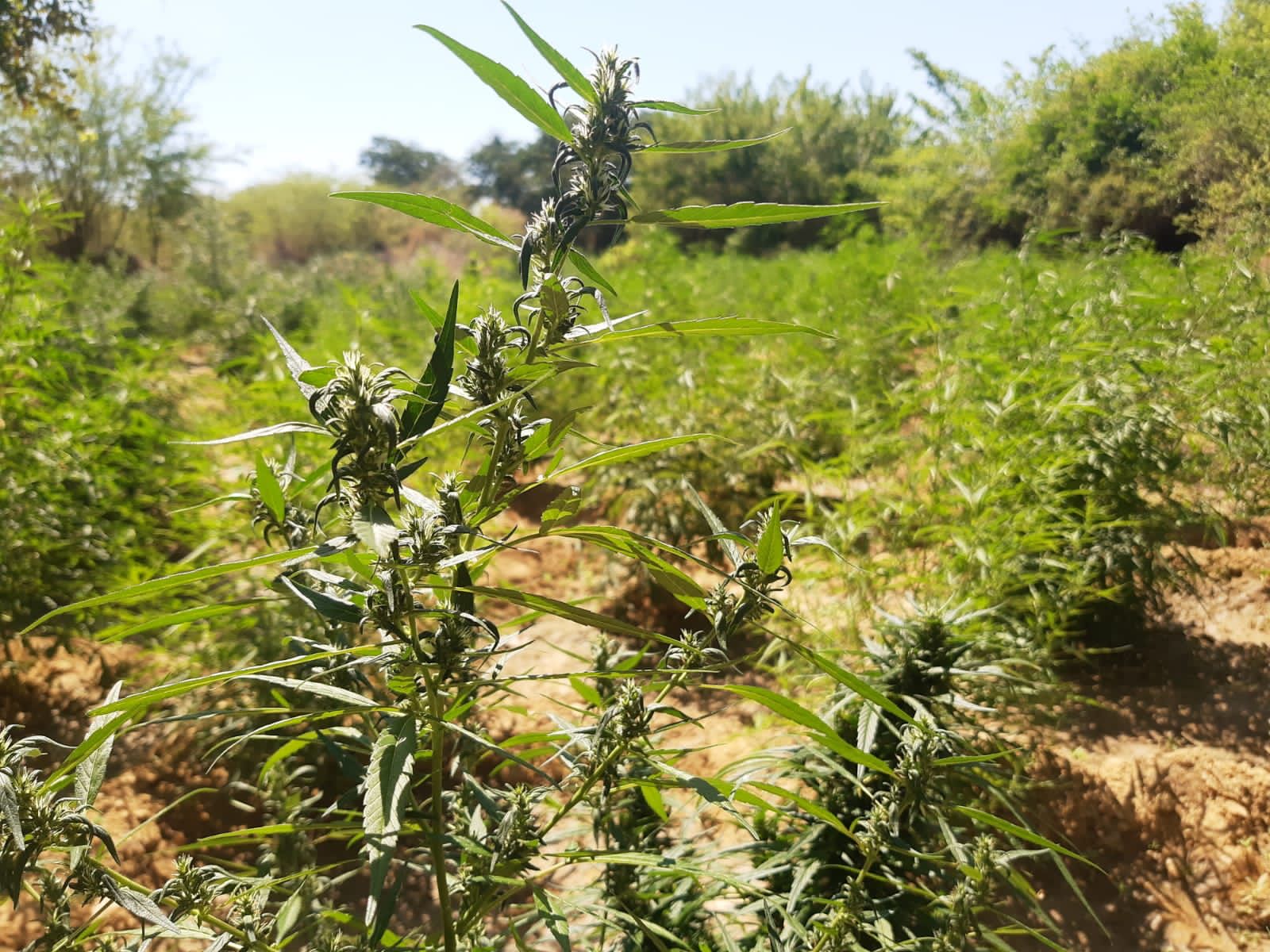 Foto: Divulgação SSP