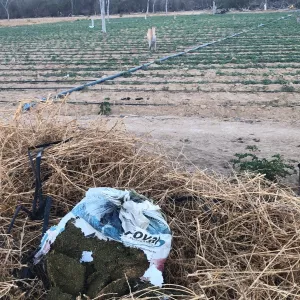 Roça de maconha é exibida