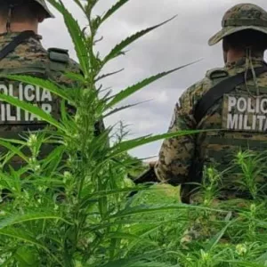 Em ação conjunta, PM erradica mais de 11 mil pés de maconha no Norte da Bahia