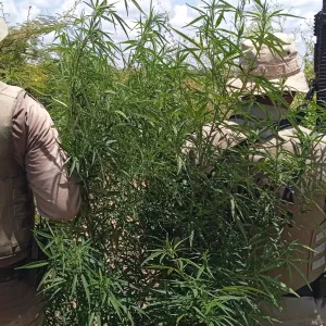 Polícia Miilitar - DCS