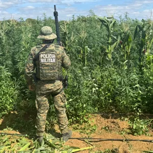 Mais de 200 mil pés de maconha são erradicados pela PM em Barro Alto