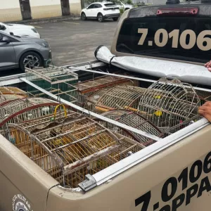 Polícia Miilitar - DCS