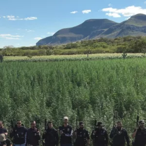 Segunda fase da Operação Raízes Ocultas erradica 300 mil pés de maconha em Ibitiara