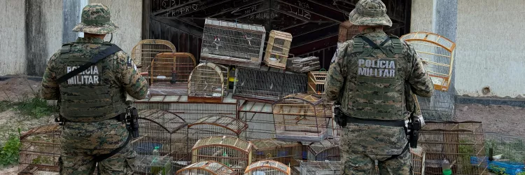 PM resgata 39 aves silvestres em Salvador