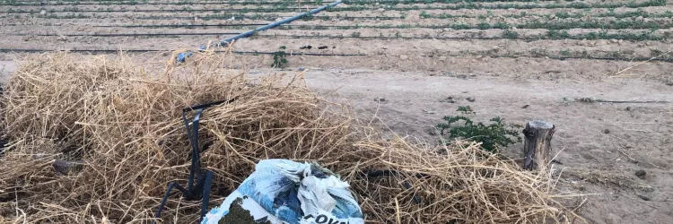 Roça de maconha é exibida