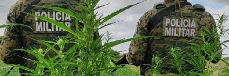 Em ação conjunta, PM erradica mais de 11 mil pés de maconha no Norte da Bahia