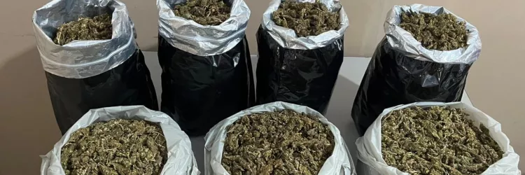 PM apreende 7 kg de maconha em Curaçá