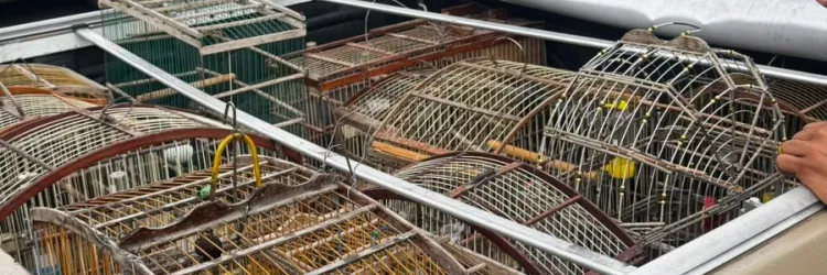 Polícia Miilitar - DCS