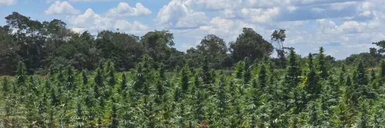 Operação Deméter erradica plantação com cerca de 180 mil pés de maconha na zona rural de Bonito