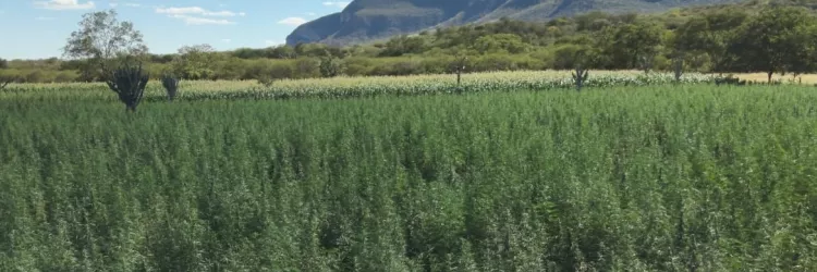 Segunda fase da Operação Raízes Ocultas erradica 300 mil pés de maconha em Ibitiara