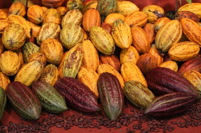 A produção de cacau apresenta oportunidades em diversos mercados Foto Manu Dias/GOVBA