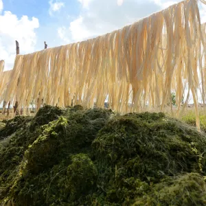 Feijão Almeida/GOVBA