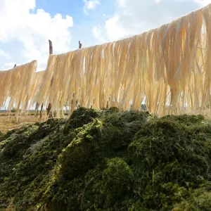 Feijão Almeida/GOVBA