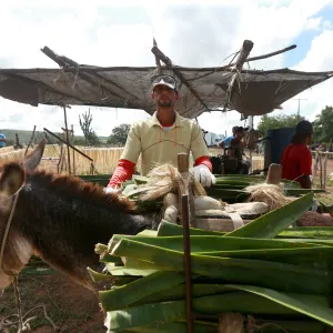 Feijão Almeida/GOVBA