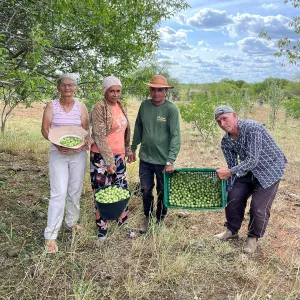 selo cooperativa legal