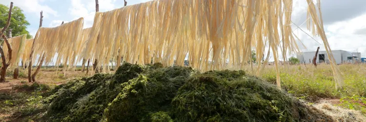 Feijão Almeida/GOVBA