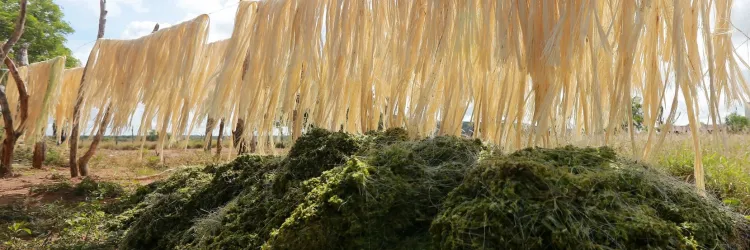 Feijão Almeida/GOVBA