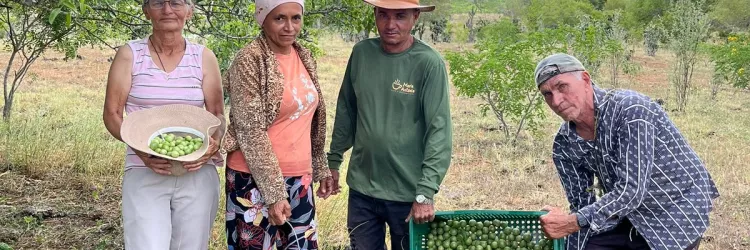 selo cooperativa legal