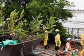 Sustentabilidade nos trilhos: ação de reflorestamento marca compromisso socioambiental do VLT