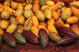 Cacau. Foto-Manu dias.jpg