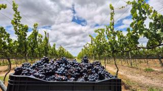 WhatsApp Image 2025-02-20 at 10.54.42.jpeg