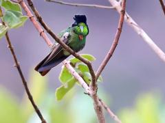 Observação de aves 1.jpeg