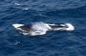 Avistamento 3 Foto Manu DiasGOVBA.jpeg