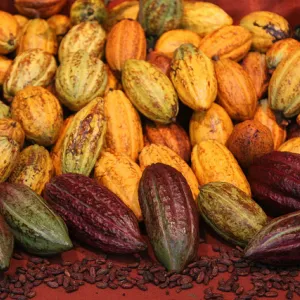 Turismo da Bahia associado ao cacau e chocolate é promovido em Amsterdam