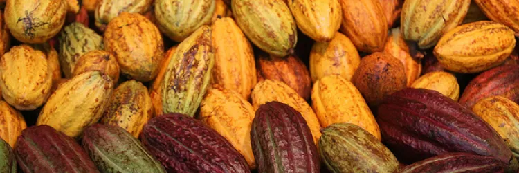 Turismo da Bahia associado ao cacau e chocolate é promovido em Amsterdam